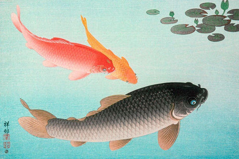 Common and Golden Carp White Modern Wood Framed Art Print with Double Matting by Koson, Ohara