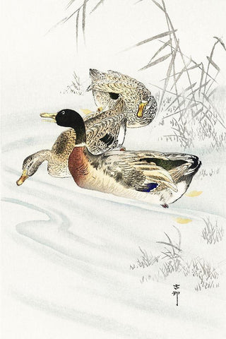 Three ducks in shallow water with reeds White Modern Wood Framed Art Print with Double Matting by Koson, Ohara