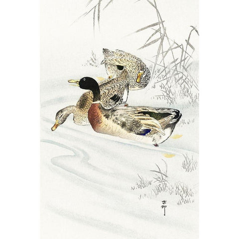 Three ducks in shallow water with reeds White Modern Wood Framed Art Print by Koson, Ohara