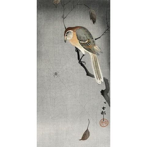 Buffalo wing shrike and spider Black Modern Wood Framed Art Print with Double Matting by Koson, Ohara