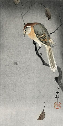 Buffalo wing shrike and spider Black Ornate Wood Framed Art Print with Double Matting by Koson, Ohara