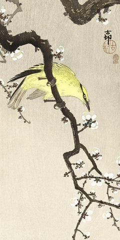 Chinese oriole on plum blossom branch White Modern Wood Framed Art Print with Double Matting by Koson, Ohara