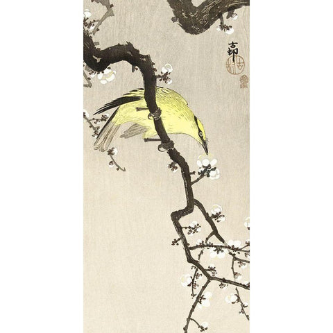 Chinese oriole on plum blossom branch Gold Ornate Wood Framed Art Print with Double Matting by Koson, Ohara