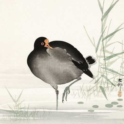 Moorhen Black Modern Wood Framed Art Print with Double Matting by Koson, Ohara