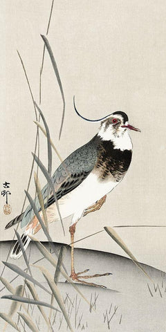 Lapwing and reed White Modern Wood Framed Art Print with Double Matting by Koson, Ohara