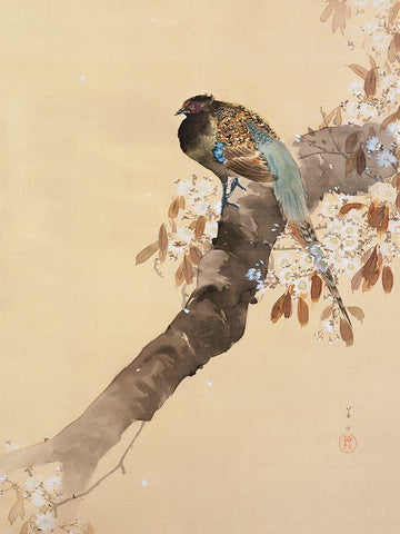 Pheasant on cherry blossom branch White Modern Wood Framed Art Print with Double Matting by Koson, Ohara