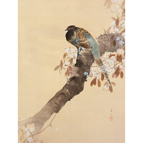 Pheasant on cherry blossom branch White Modern Wood Framed Art Print by Koson, Ohara