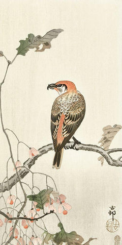 Crossbill on tree branch White Modern Wood Framed Art Print with Double Matting by Koson, Ohara