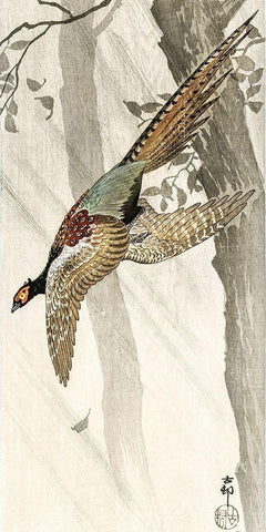 Flying pheasant Black Ornate Wood Framed Art Print with Double Matting by Koson, Ohara