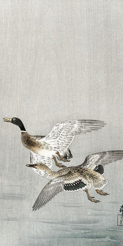 Couple of ducks White Modern Wood Framed Art Print with Double Matting by Koson, Ohara