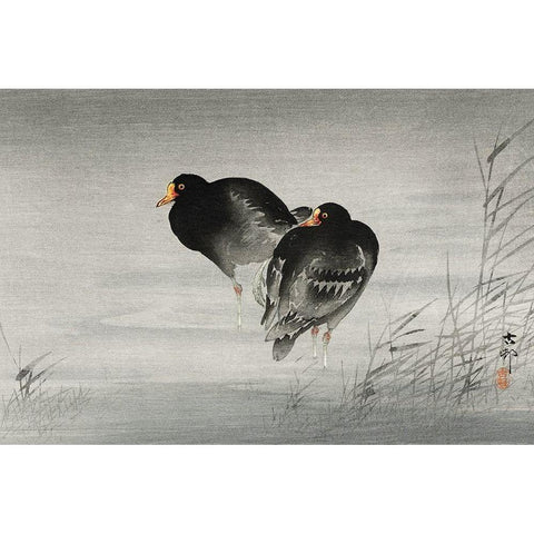 Two moorhens Black Modern Wood Framed Art Print with Double Matting by Koson, Ohara