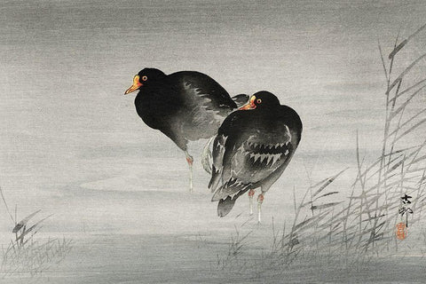 Two moorhens Black Ornate Wood Framed Art Print with Double Matting by Koson, Ohara