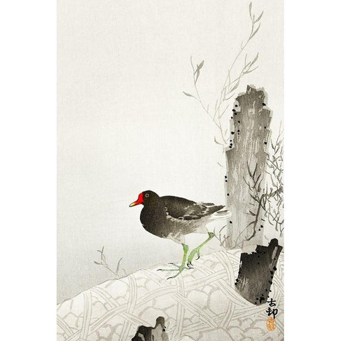 Moorhen Black Modern Wood Framed Art Print with Double Matting by Koson, Ohara