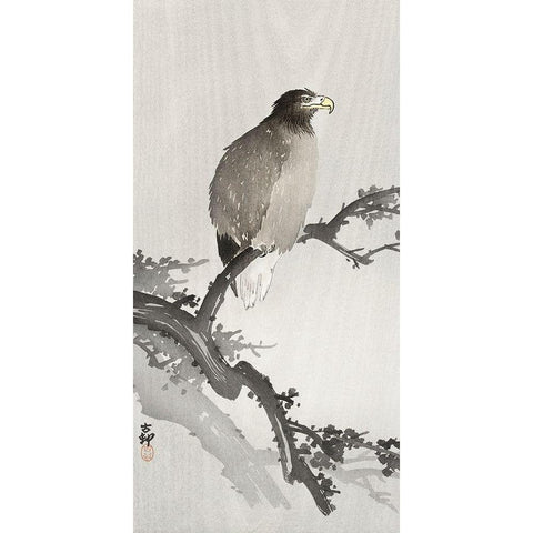 White-tailed eagle on branch Black Modern Wood Framed Art Print with Double Matting by Koson, Ohara