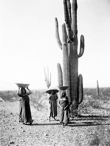 Saguaro gatherers, Maricopa, Arizona, ca. 1907 White Modern Wood Framed Art Print with Double Matting by Curtis, Edward