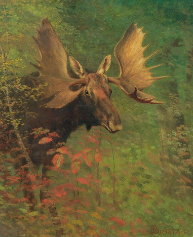 Study of a moose Black Ornate Wood Framed Art Print with Double Matting by Bierstadt, Albert