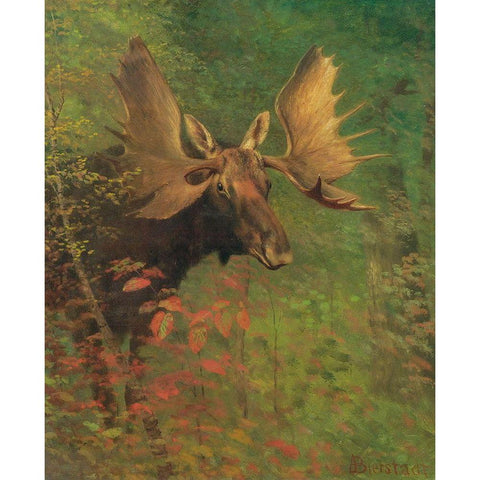 Study of a moose Gold Ornate Wood Framed Art Print with Double Matting by Bierstadt, Albert