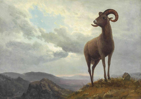 Long Horned Sheep White Modern Wood Framed Art Print with Double Matting by Bierstadt, Albert