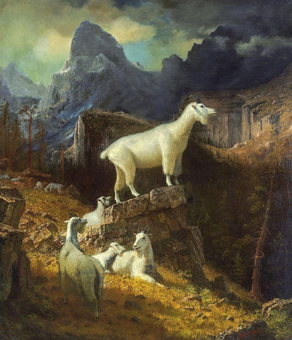 Rocky Mountain Goats Black Ornate Wood Framed Art Print with Double Matting by Bierstadt, Albert