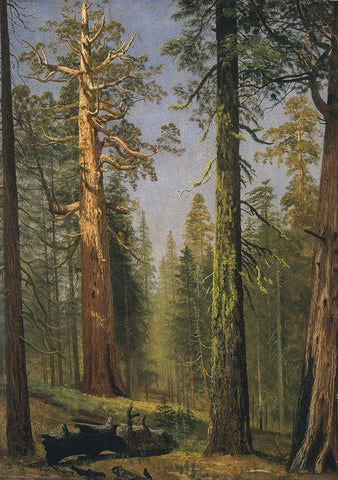 The Grizzly Giant Sequoia, Mariposa Grove, California White Modern Wood Framed Art Print with Double Matting by Bierstadt, Albert