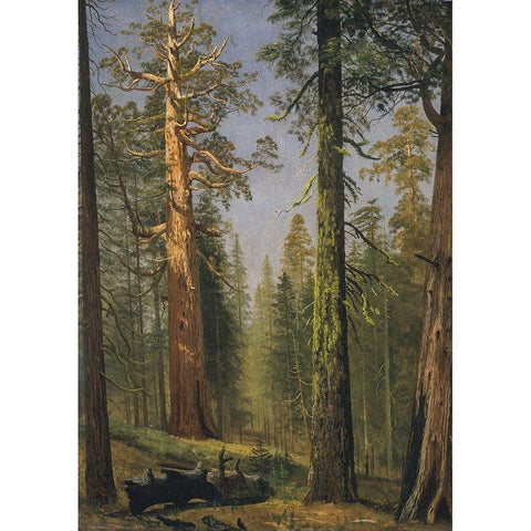 The Grizzly Giant Sequoia, Mariposa Grove, California White Modern Wood Framed Art Print by Bierstadt, Albert