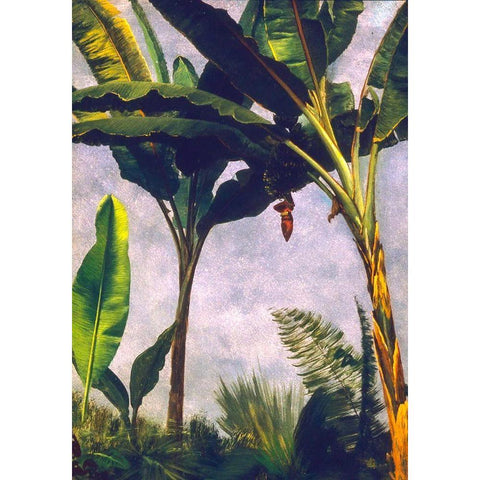 Banana Trees Black Modern Wood Framed Art Print with Double Matting by Bierstadt, Albert