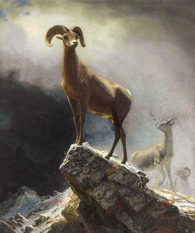 Rocky Mountain Sheep or Big Horn, Ovis, Montana Black Ornate Wood Framed Art Print with Double Matting by Bierstadt, Albert