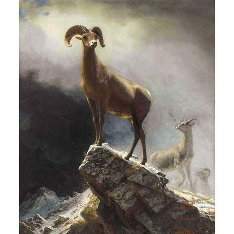 Rocky Mountain Sheep or Big Horn, Ovis, Montana White Modern Wood Framed Art Print by Bierstadt, Albert