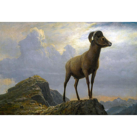 Study of a Bighorn Ram Black Modern Wood Framed Art Print with Double Matting by Bierstadt, Albert