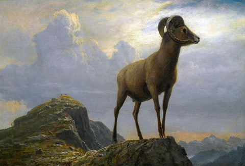 Study of a Bighorn Ram Black Ornate Wood Framed Art Print with Double Matting by Bierstadt, Albert