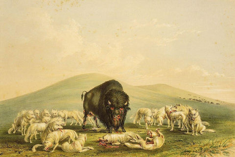 Buffalo Hunt, White Wolves Attacking Buffalo Bull White Modern Wood Framed Art Print with Double Matting by Catlin, George