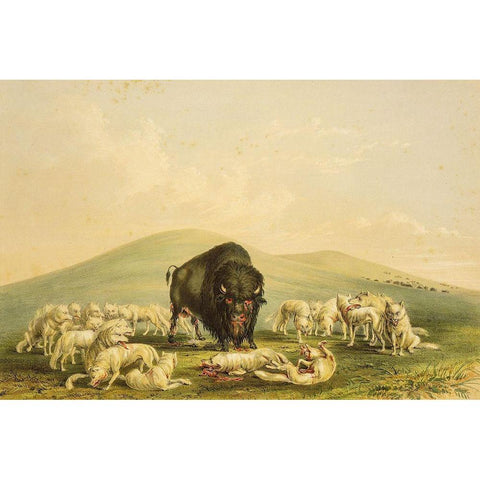 Buffalo Hunt, White Wolves Attacking Buffalo Bull Gold Ornate Wood Framed Art Print with Double Matting by Catlin, George