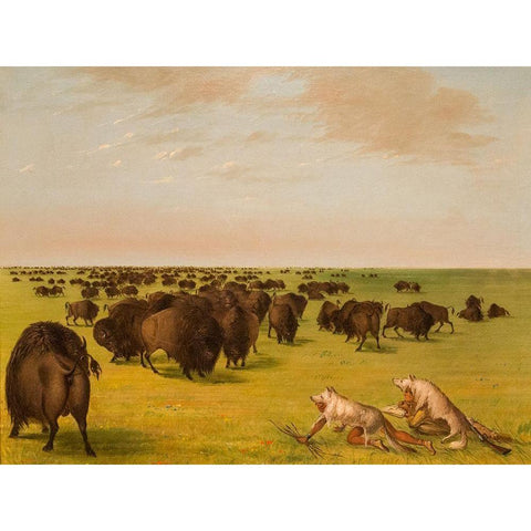 Buffolo Herd Grazing Black Modern Wood Framed Art Print with Double Matting by Catlin, George