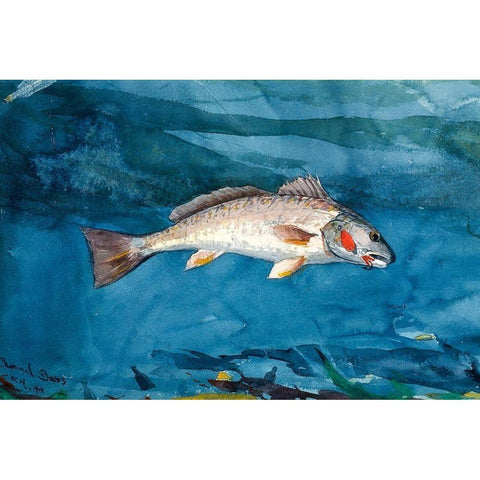 Channel Bass White Modern Wood Framed Art Print by Homer, Winslow