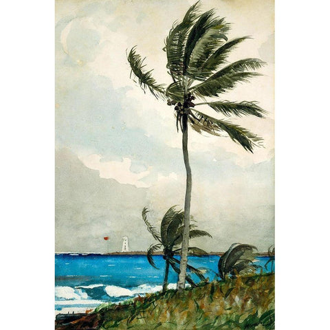 Palm Tree, Nassau Black Modern Wood Framed Art Print with Double Matting by Homer, Winslow