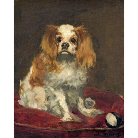 A King Charles Spaniel White Modern Wood Framed Art Print by Manet, Edouard