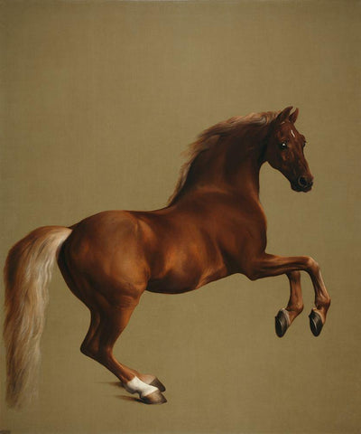 Whistlejacket White Modern Wood Framed Art Print with Double Matting by Stubbs, George