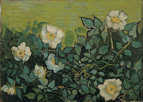 Wild roses White Modern Wood Framed Art Print with Double Matting by van Gogh, Vincent