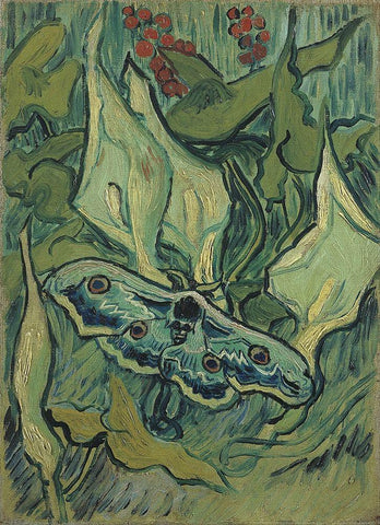 Emperor moth White Modern Wood Framed Art Print with Double Matting by van Gogh, Vincent