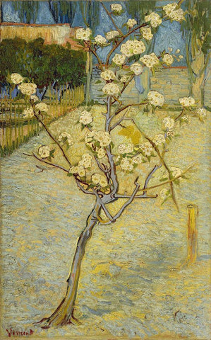 Small pear tree in blossom White Modern Wood Framed Art Print with Double Matting by van Gogh, Vincent