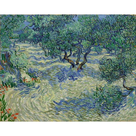 Olive Orchard Black Modern Wood Framed Art Print with Double Matting by van Gogh, Vincent