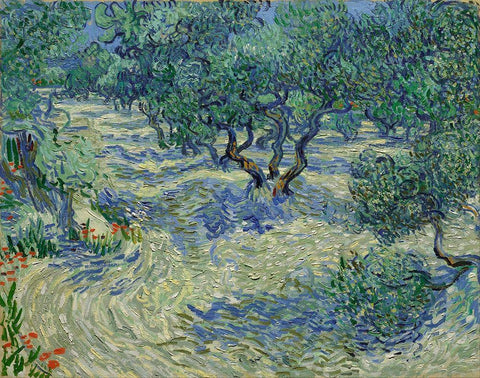 Olive Orchard White Modern Wood Framed Art Print with Double Matting by van Gogh, Vincent