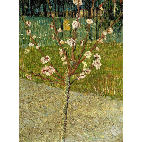 Almond tree in blossom Black Modern Wood Framed Art Print with Double Matting by van Gogh, Vincent