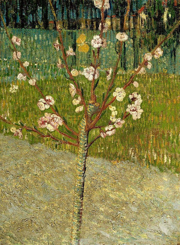 Almond tree in blossom White Modern Wood Framed Art Print with Double Matting by van Gogh, Vincent