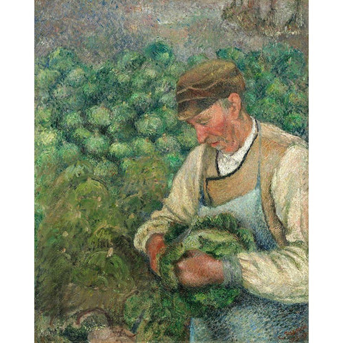 The Gardener - Old Peasant with Cabbage White Modern Wood Framed Art Print by Pissarro, Camille