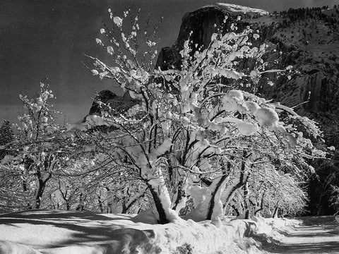 Half Dome-Apple Orchard-Yosemite-California White Modern Wood Framed Art Print with Double Matting by Adams, Ansel