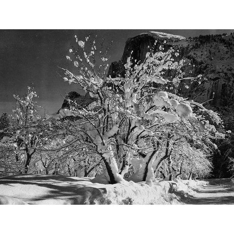 Half Dome-Apple Orchard-Yosemite-California White Modern Wood Framed Art Print by Adams, Ansel