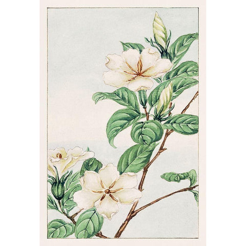 Kuchi nashi or cape jasmine White Modern Wood Framed Art Print by Morikaga, Megata