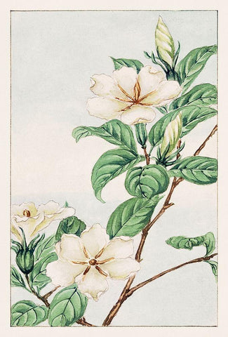 Kuchi nashi or cape jasmine Black Ornate Wood Framed Art Print with Double Matting by Morikaga, Megata