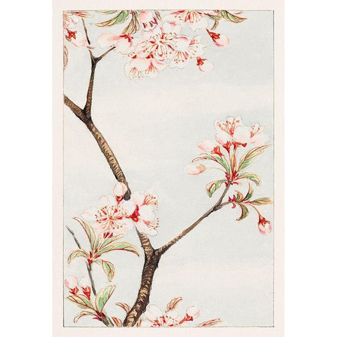 Sakura cherry White Modern Wood Framed Art Print by Morikaga, Megata